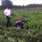 Treba li krompiru vrh: kada treba kositi